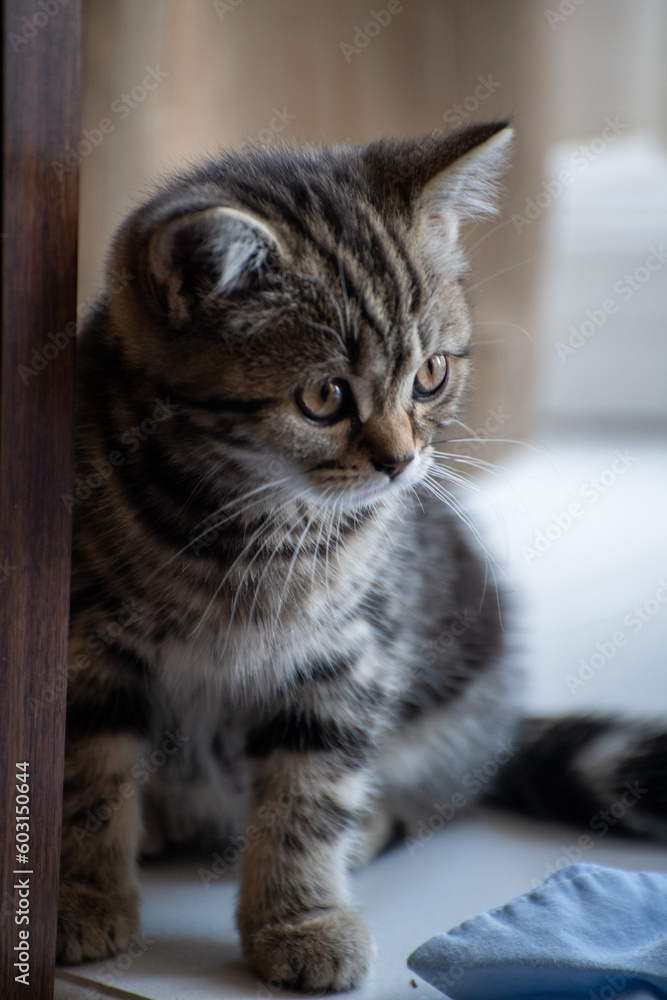 Beautiful tiny scottish fold kitten by the window