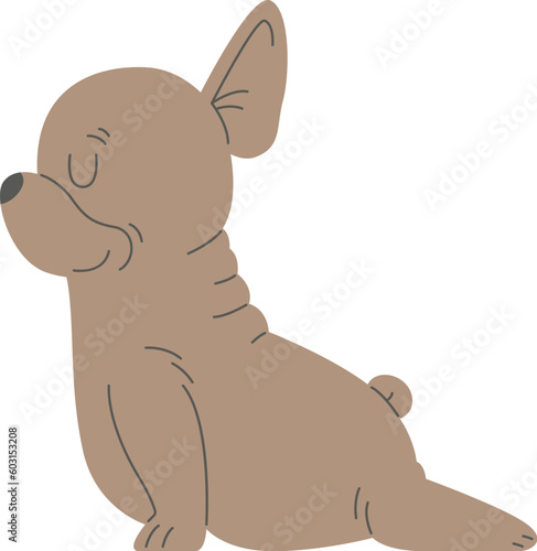French Bulldog Stretching