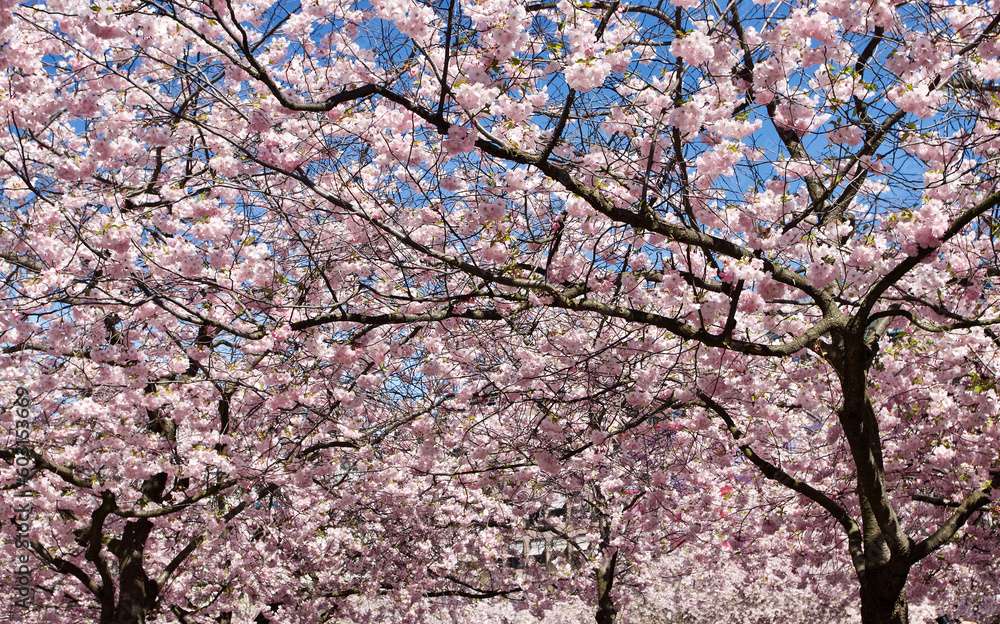 Blooming Japanese cherry trees with flowers in pink and white in spring in Sweden. Blooming Japanese cherry trees with flowers in pink and white in spring in Sweden.
