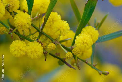 Twig with yellow fluffy blooming acacia flowers in spring. photo