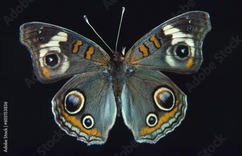 Gray Buckeye butterfly museum collection eyespots Junonia griesa photo