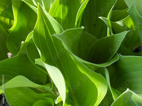 Green Hosta leaves background