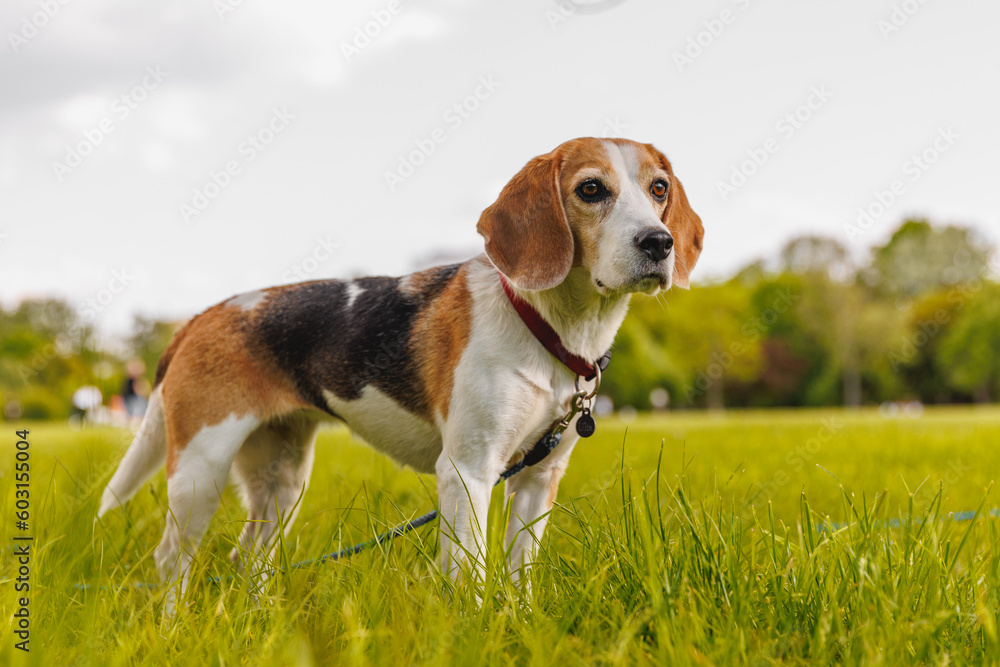 Beagle dog on the green grass in a park.