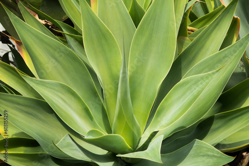 agave plant in the garden