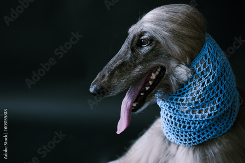 An Afghan greyhound in a blue knitted kerchief photo