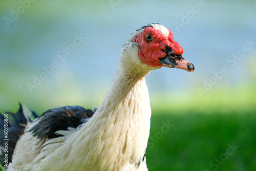 Close up muscovy duck cairina moschata with red face and beak. Duck bird background wallpaer.