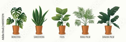 Vector House Plant in Pot Icon Set - Monstera, Sansevieria, Banana Palm, Ficus, Rhopalostylis, Nikau Palm in Pots Isolated on White. Houseplants Collection, Interior Plants. Vector Illustration