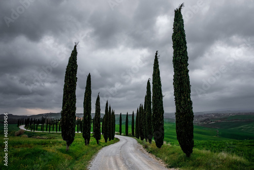 Cypress trees along a road in Tuscany  Italy.
