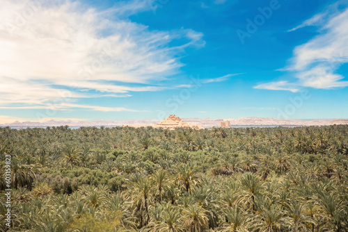 Beautiful view of the date grove from Gebel al-Mawta in Siwa Oasis, Egypt photo