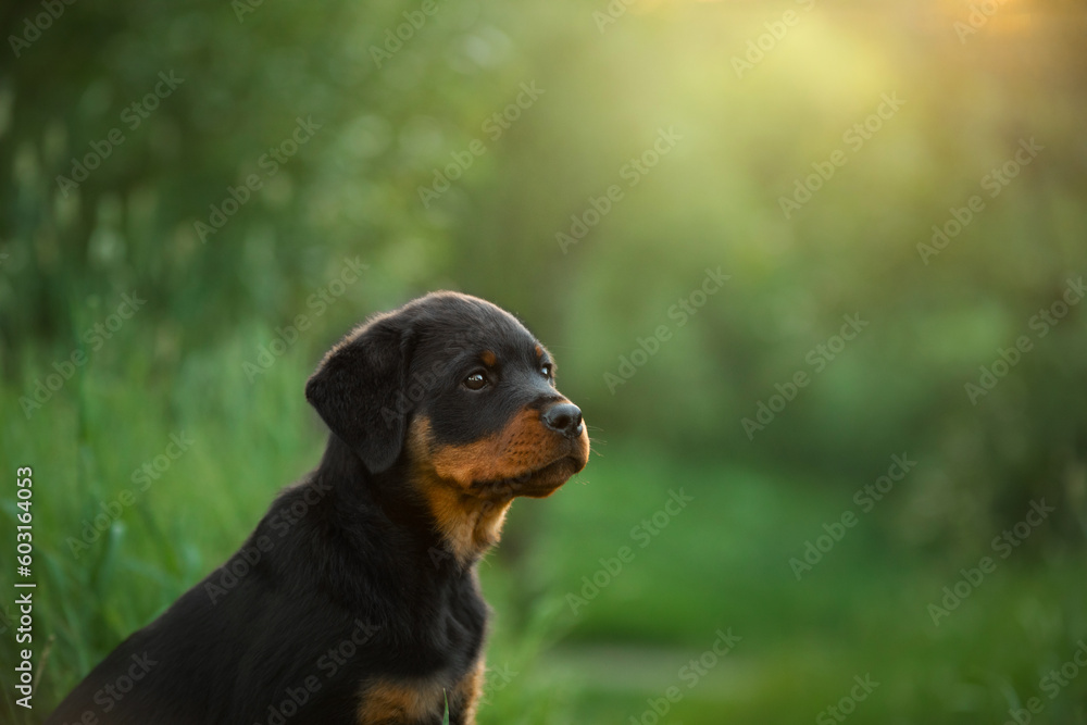A puppy in the grass, in the park. Cute Rottweiler dog in nature. Walking with a pet in park 