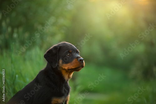 A puppy in the grass, in the park. Cute Rottweiler dog in nature. Walking with a pet in park 