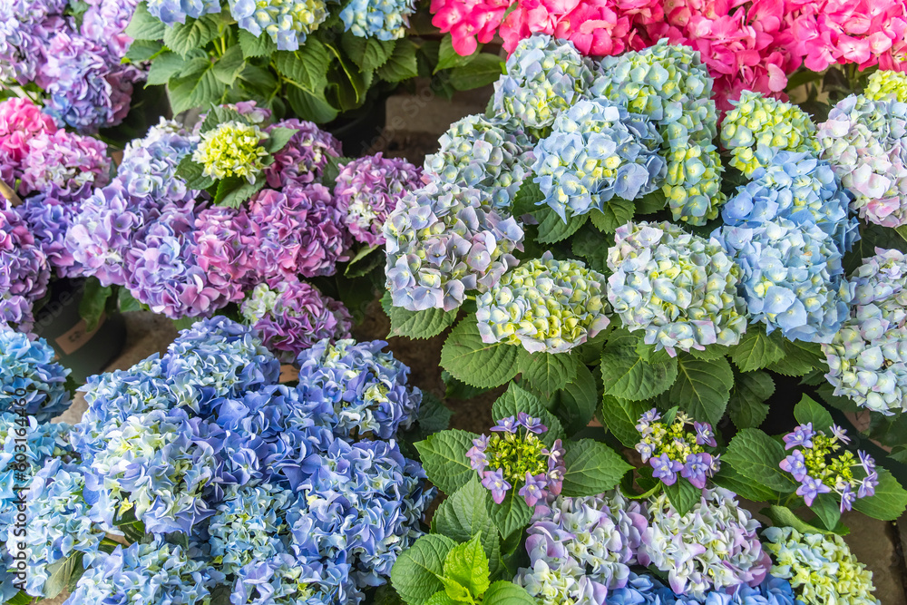 Blooming vibrant hydrangea flowers in garden Blooming vibrant hydrangea flowers in garden