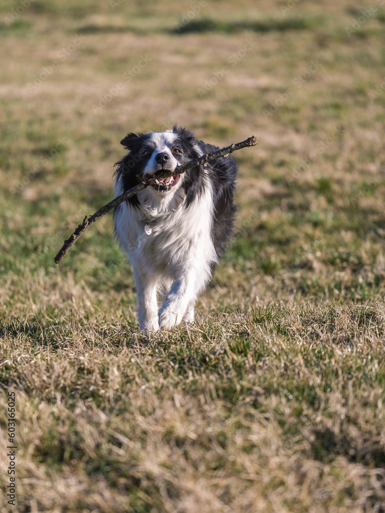 border collie playing with a stick