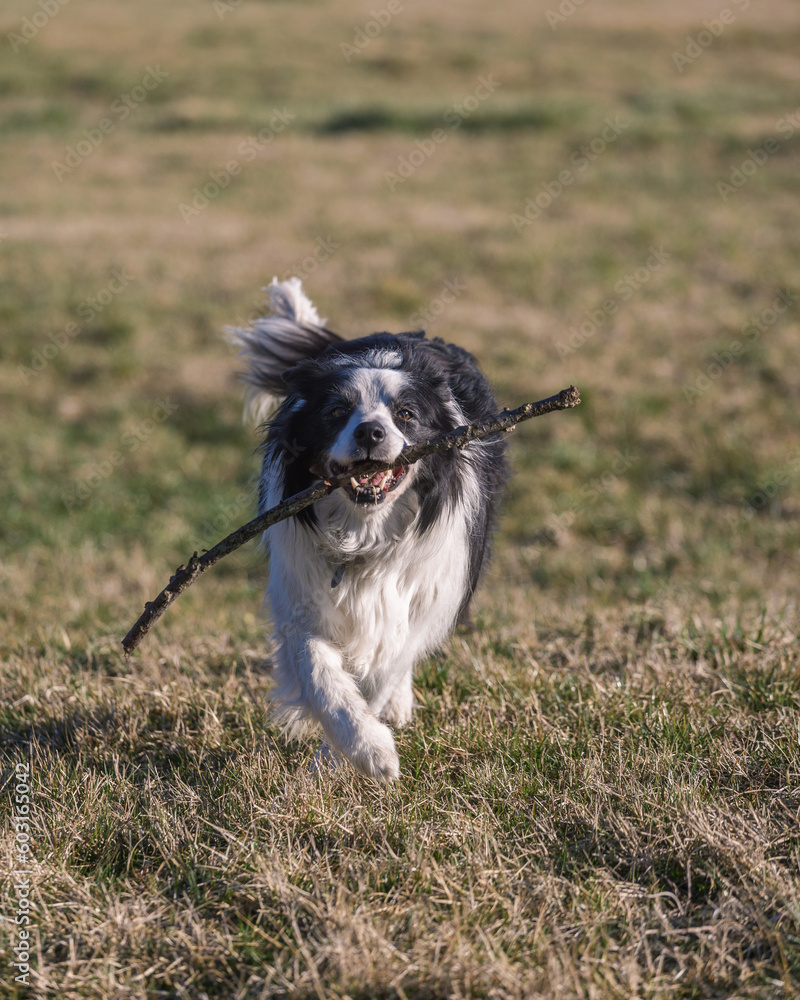 border collie playing with stick