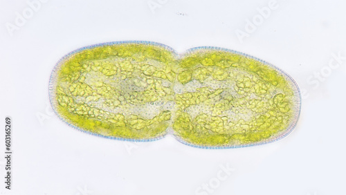 Freshwater microalgae belonging to desmid group, Cosmarium turgidum or also known as Actinotaenium turgidum. Focus stacking image photo