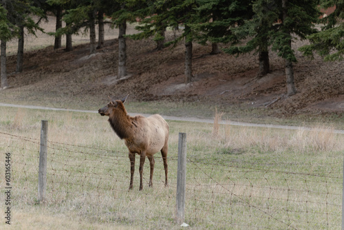 moose in the field © @foxfotoco