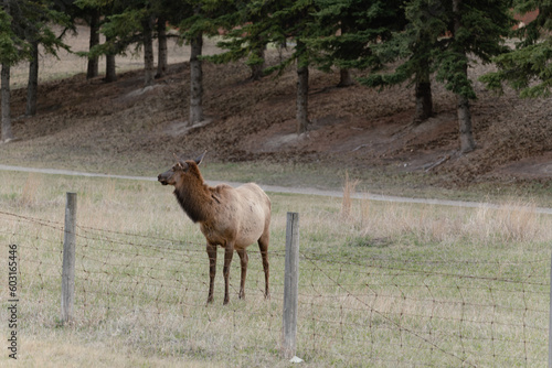 moose in the field