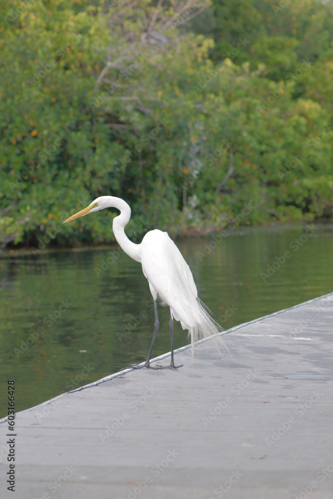 Obraz premium White Egret Bird looking left while on a dock beside water. Sunny day with green mangroves and trees in the background. S Curve neck on bird.