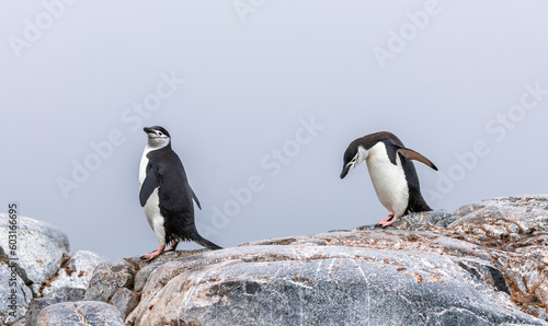 Chinstrap Penguins (Pygoscelis antarcticus) in Antarctica