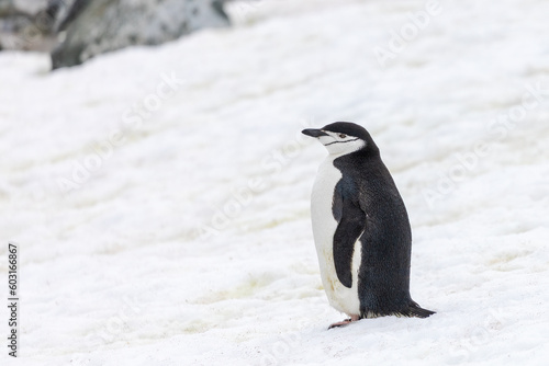 Chinstrap Penguins  Pygoscelis antarcticus  in Antarctica