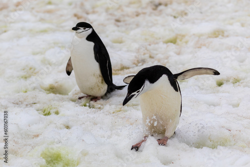 Chinstrap Penguins  Pygoscelis antarcticus  in Antarctica