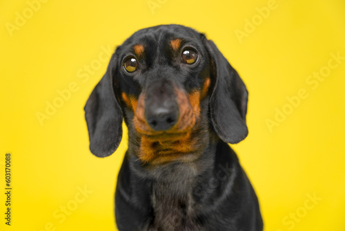 Small, cute, defenseless serious puppy on yellow background looks attentively. Dog with pedigree from thoroughbred kennel. Portrait of smart chubby funny pet. Ad for veterinary clinic, dog products