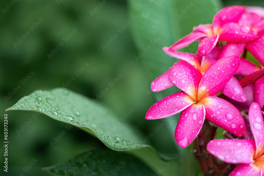 Beautiful pink frangipani plumeria flowers whit water drops.