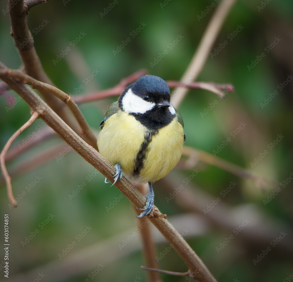 Fototapeta premium Little bird
