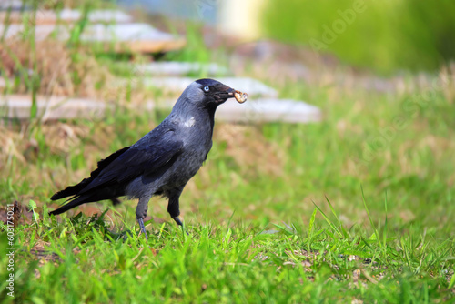 Western jackdaw foraging on the lawn in the city and holding a worm in its beak