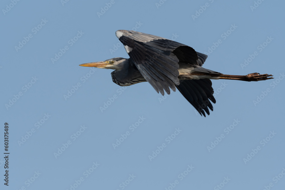 Obraz premium アオサギの飛翔