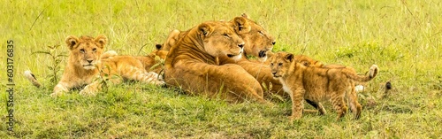 Foto A pride of lions  (female and cubs) in the tall green grass on the savannah of the maasai mara reserve, Kenya