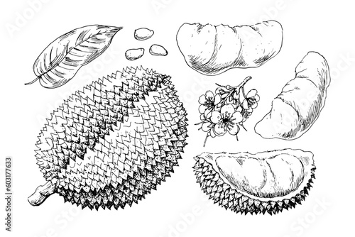 Hand drawn durian fruit harvest elements isolated on white background. Whole and cut durians, leaves, seeds, flowers