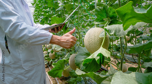 Asian agricultural man specialist in white lab coat using laptop  checking the quality of melons in the greenhouse farm. Quality control and inspection organics fruit technology concept.