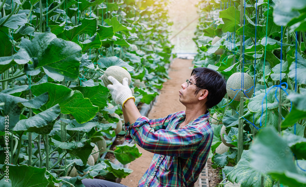 Fototapeta premium Asian man farmer checking the quality of the melon growth in the greenhouse farming, melon farming, fruit gardening concept.