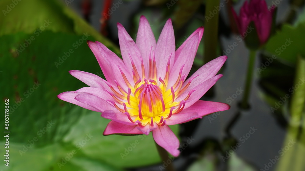 Beautiful pink lotus flower, lily water in a pond