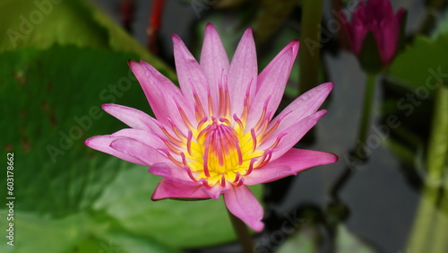 Beautiful pink lotus flower, lily water in a pond