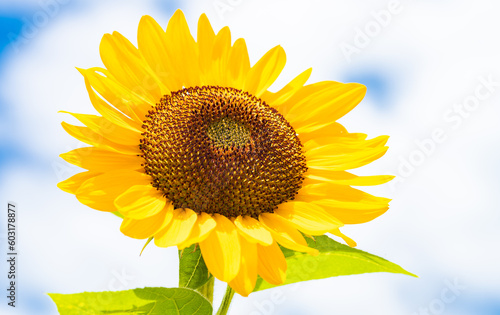 Fototapeta Naklejka Na Ścianę i Meble -  Beautiful yellow sunflower isolated under the blue sky in hot summer, Flower or flora background	