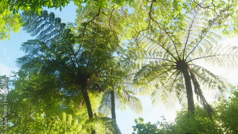 A low angle panning shot from underneath two large Mamaku ferns with blue sky and bright sun backlighting A low angle panning shot from underneath two large Mamaku ferns with blue sky and bright sun backlighting