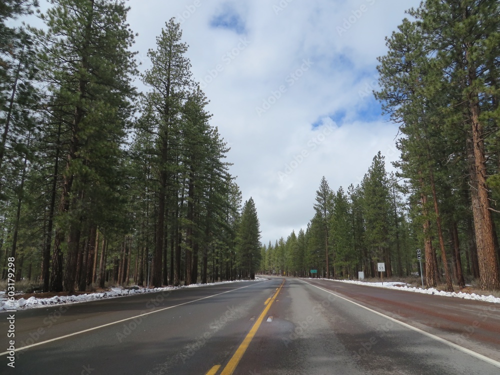 Fototapeta premium Driving in Northern California, Beautiful Pine Trees