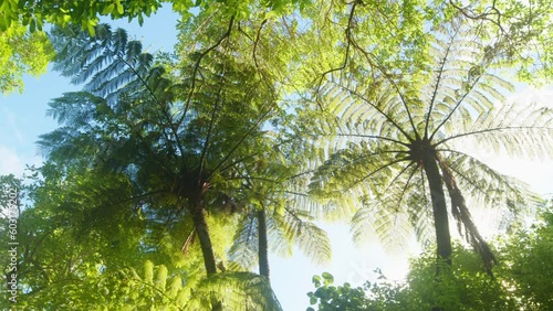 A low angle panning shot from underneath two large Mamaku ferns with blue sky and bright sun backlighting photo