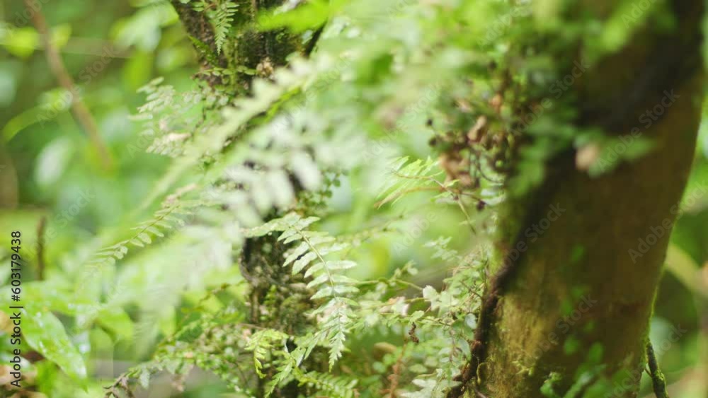 Close up of a Manamana Hen and Chickens fern with focus pulling