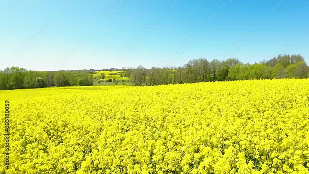 Rapeseed Plants On Rural Fields During Summer. - aerial Rapeseed Plants On Rural Fields During Summer. - aerial