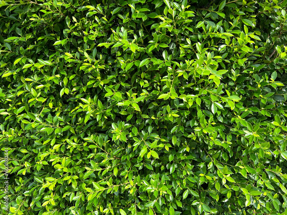 Beautiful Green Decorative Tree Wall. Background Concept Beautiful Green Decorative Tree Wall. Background Concept