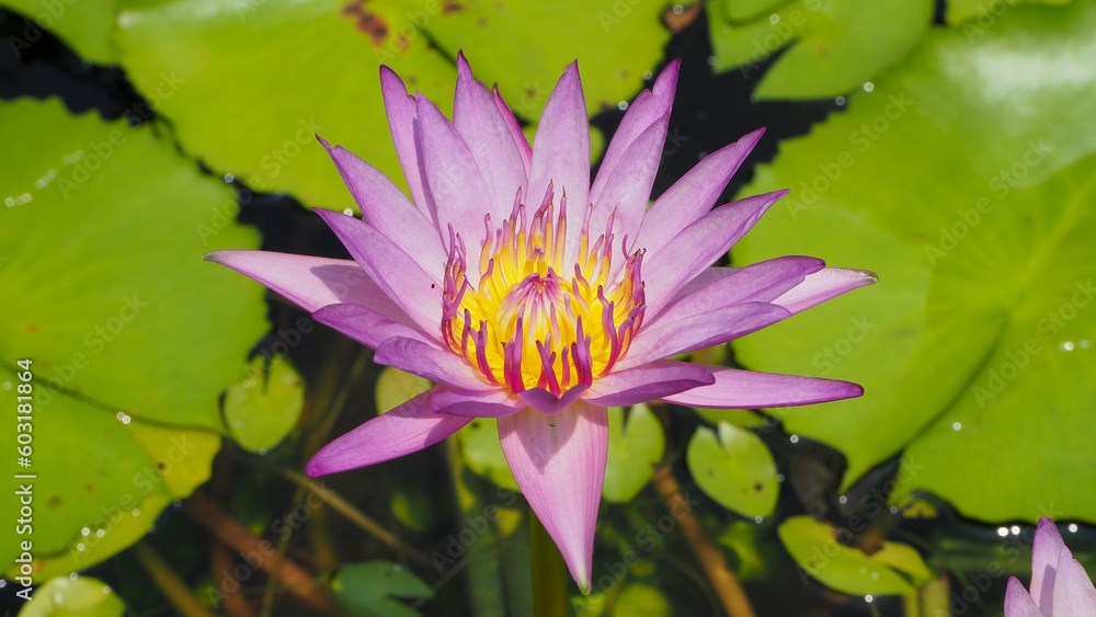 Beautiful pink lotus flower, lily water in a pond Beautiful pink lotus flower, lily water in a pond