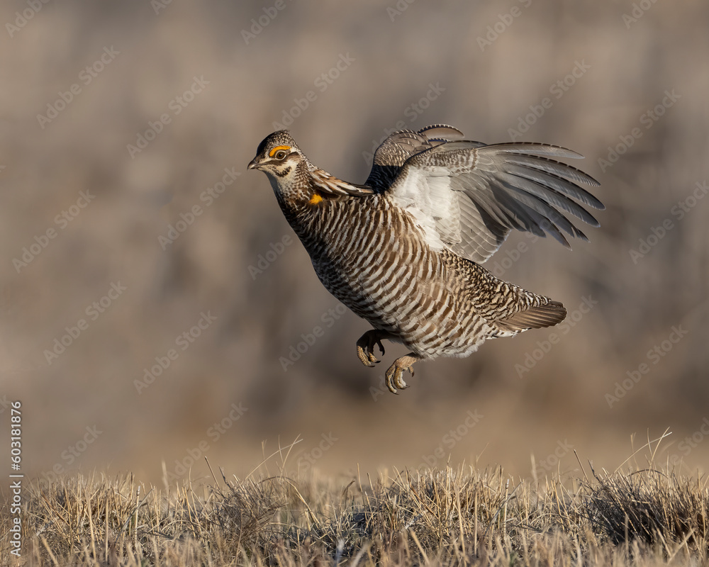 Obraz premium Greater Prairie Chicken