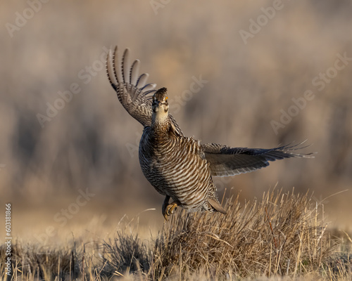 Greater Prairie Chicken