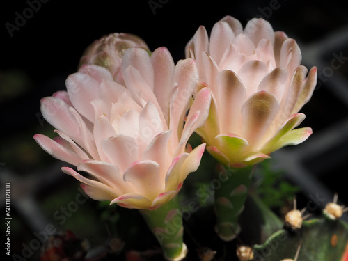 Fototapeta Naklejka Na Ścianę i Meble -  Pink Flower of Gymnocalycium Cactus in summer.