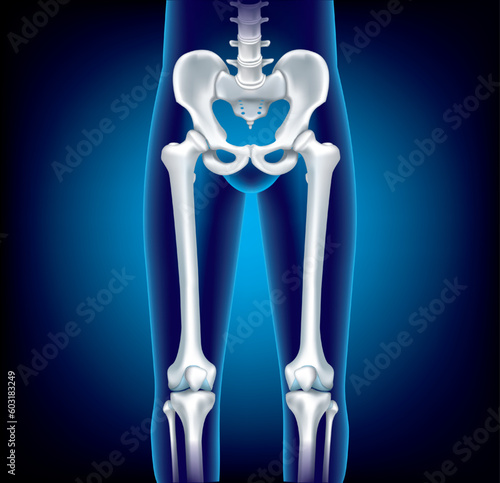 Close Up Human pelvis or Hip bone and Head Femur- 3D medical illustration- X ray blue film- Healthcare- Human Anatomy and Medical concept-Isolated on black background.