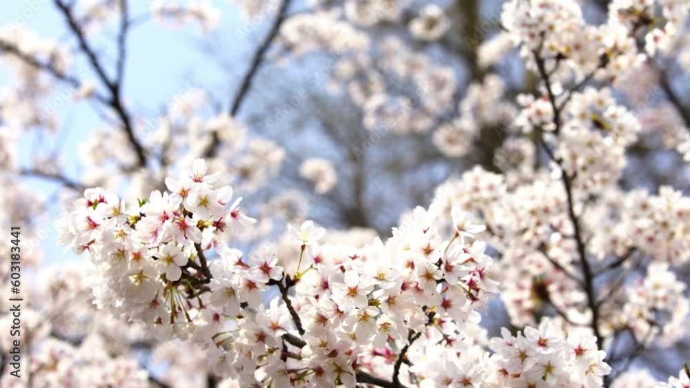 Swaying Sakura Cherry Blossoms in Tokyo Park 2 Swaying Sakura Cherry Blossoms in Tokyo Park 2