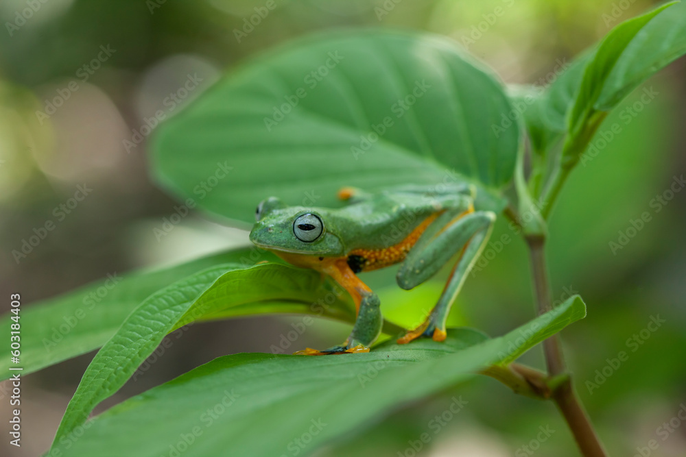 Fototapeta premium Flying Frogs on Nature Place